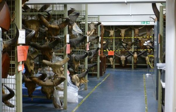 Natural History Museum Skulls & Antlers