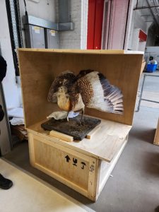Natural History Museum - Bird Specimens Exhibition Transport (15)