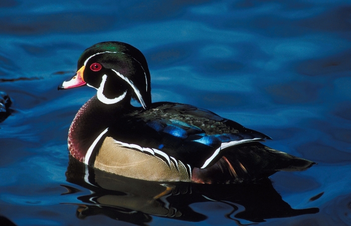Avoid feeding wild waterfowl like ducks and swans