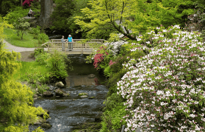 Bodnant Garden, Tal-y-Cafn, near Colwyn Bay, Conwy, LL28 5RE. Source National Trust