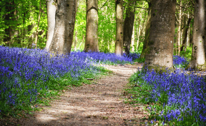 Brede High Woods. Source_ French Moments