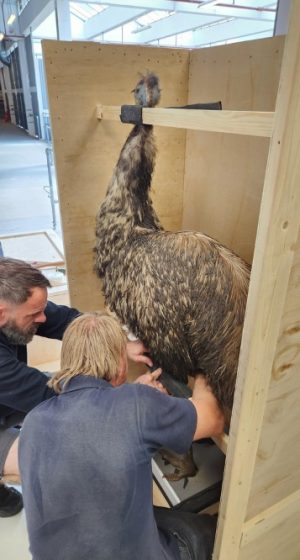 Natural History Museum - Bird Specimens Exhibition Transport (12)