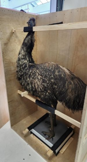 Natural History Museum - Bird Specimens Exhibition Transport (13)