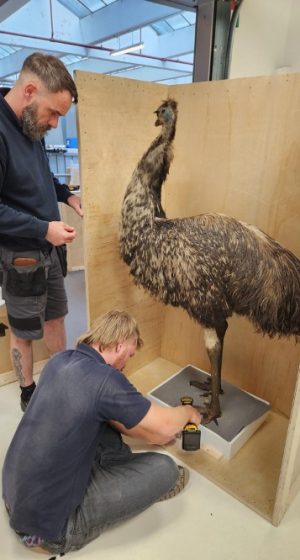 Natural History Museum - Bird Specimens Exhibition Transport (17)